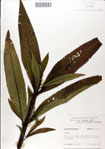 Vernonia