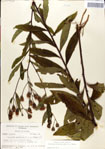 000049627-thumbnail.jpg