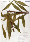 000049631-thumbnail.jpg