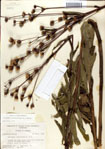 000049633-thumbnail.jpg
