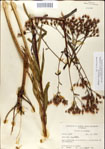 Vernonia