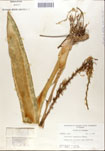000052126-thumbnail.jpg