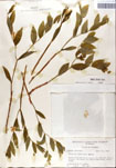 000052211-thumbnail.jpg