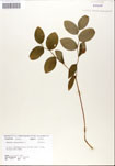 000052228-thumbnail.jpg