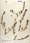 Veratrum