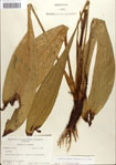 Veratrum
