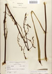 000052234-thumbnail.jpg
