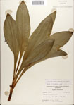 Veratrum