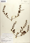 Veratrum