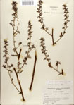 Veratrum