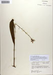 Platanthera