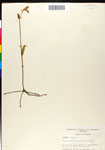 Pogonia