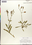 Silene