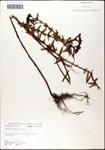 Hypericum