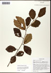 000057932-thumbnail.jpg