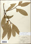 000057942-thumbnail.jpg