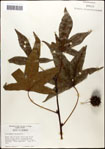 000057944-thumbnail.jpg