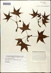 000057949-thumbnail.jpg