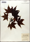 000057950-thumbnail.jpg