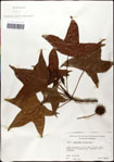 000057951-thumbnail.jpg