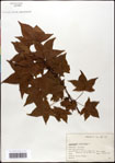 000057952-thumbnail.jpg