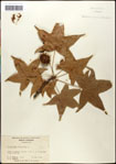 000057954-thumbnail.jpg