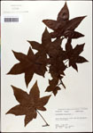 000057955-thumbnail.jpg