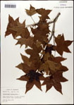 000057956-thumbnail.jpg