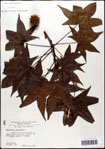 000057957-thumbnail.jpg