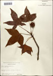 000057960-thumbnail.jpg