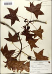 000057962-thumbnail.jpg