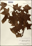 000057963-thumbnail.jpg