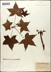 000057964-thumbnail.jpg