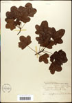 000057965-thumbnail.jpg