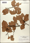 000057966-thumbnail.jpg