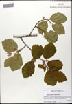 000058046-thumbnail.jpg