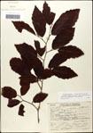000058070-thumbnail.jpg