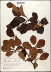 000058071-thumbnail.jpg