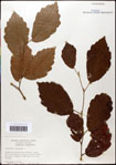 000058076-thumbnail.jpg