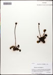 000058084-thumbnail.jpg