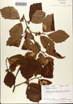 000058088-thumbnail.jpg