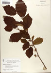 000058089-thumbnail.jpg
