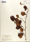 000058090-thumbnail.jpg