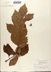 000058091-thumbnail.jpg