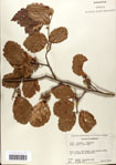 000058093-thumbnail.jpg