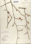 000058096-thumbnail.jpg