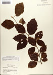 000058102-thumbnail.jpg