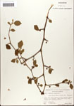 000058106-thumbnail.jpg