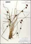 000058366-thumbnail.jpg