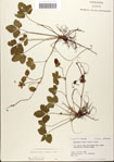 Potentilla